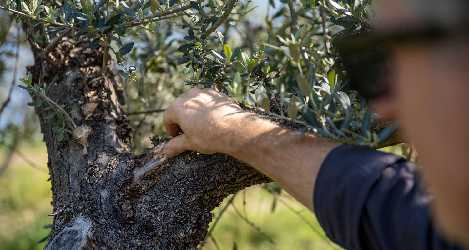 FEAST olive tree Umbria