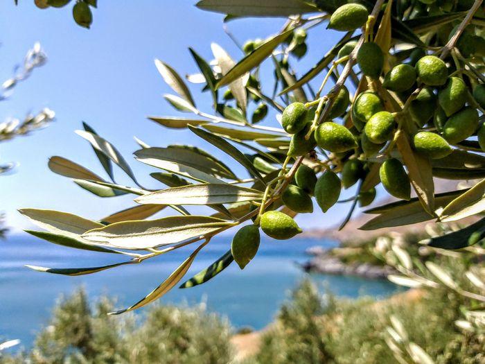 Olives Greece