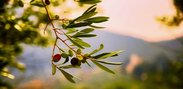 olive crete