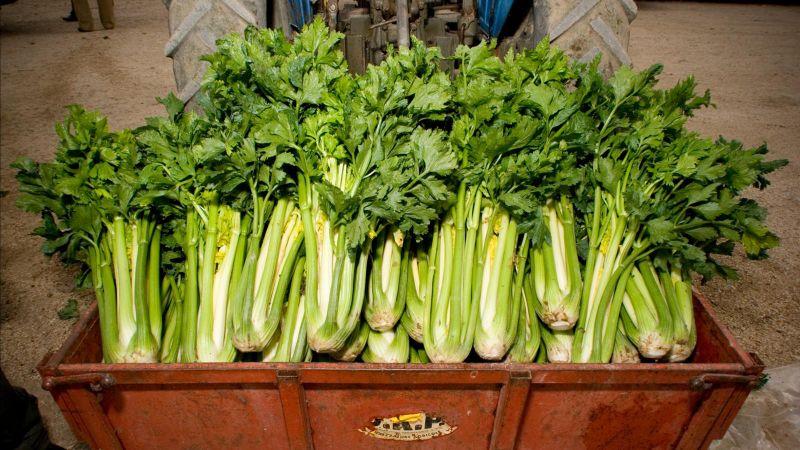 FEAST black celery Trevi