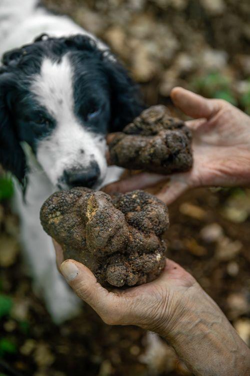 truffle harvest umbria