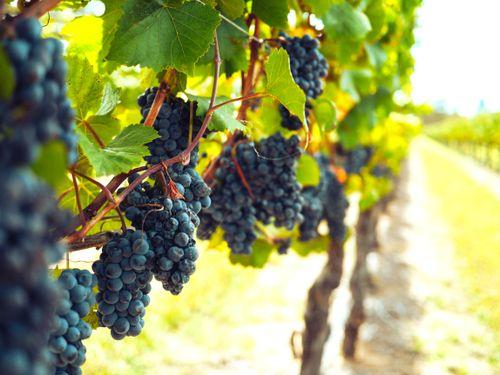 Grapes Wine Vineyard Provence