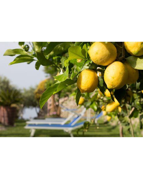 Feast Amalfi Lemon