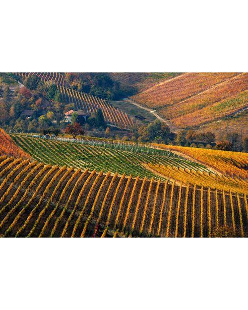 FEAST - autumn langhe Piedmont 