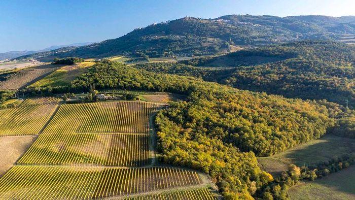 SAPIO Montalcino vineyards