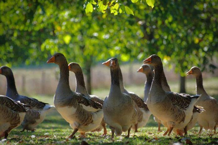 SAPIO Perigord duck farm