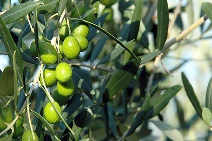 SAPIO Seggiano olio di oliva 