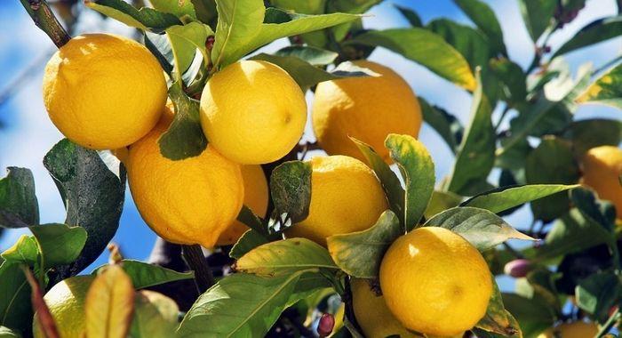 SAPIO lemons Sicily