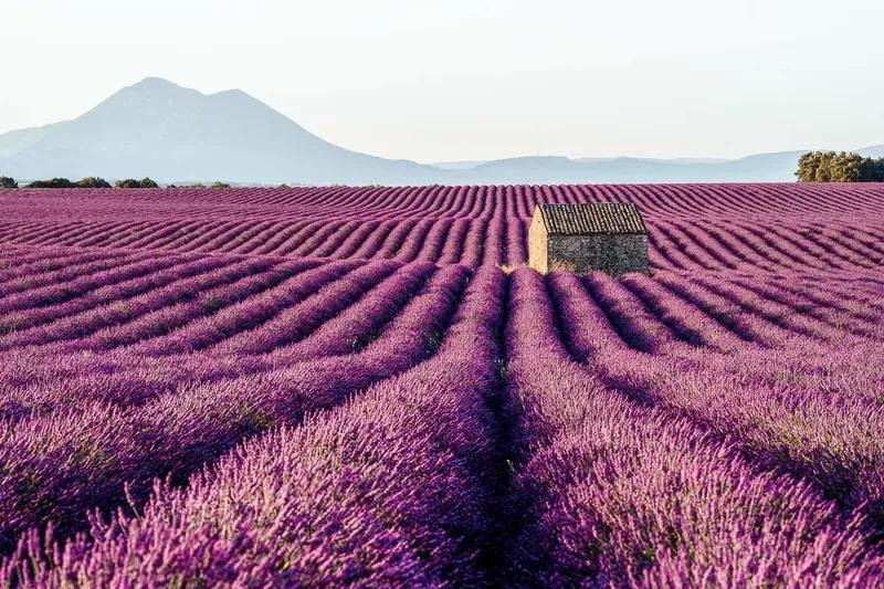 SAPIO Provence Lavender