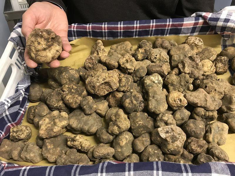 FEAST truffle Savigno Emilia 