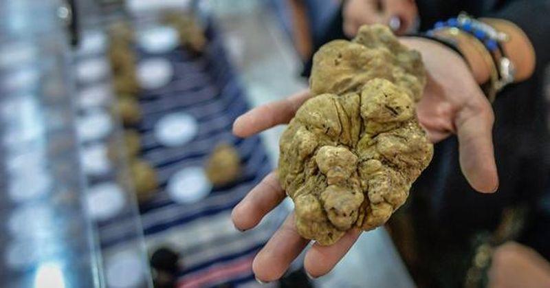 FEAST truffle Savigno